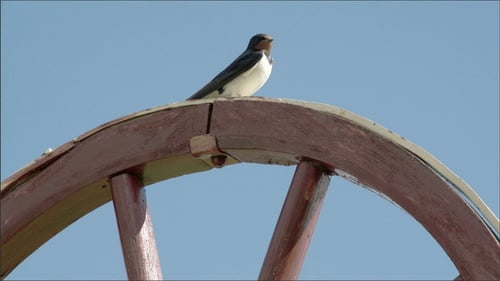 Swallow Sitting on Top of a Brown Wheel