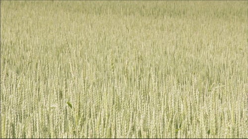 Lots of Green Wheat Grass Waving on the Breeze