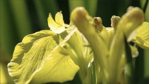 Un pétale de la fleur d'iris jaune ondulant