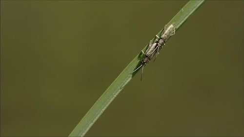 Two Bugs Mating on a Leaf