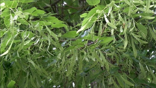 Tilia Cordate ou tilleul à petites feuilles