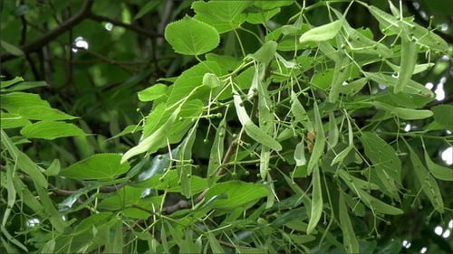 Les herbes vertes du tilleul à petites feuilles