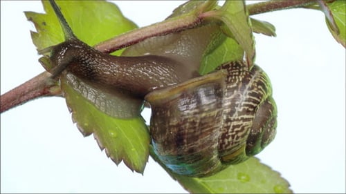 A Slug in the Leaf