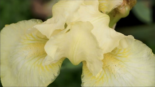 Close-up of Pale Yellow Flower in Bloom
