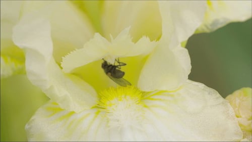 Fly on Flower Collecting Pollen in Springtime