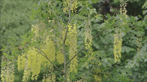 Le Mimosa Green Grass