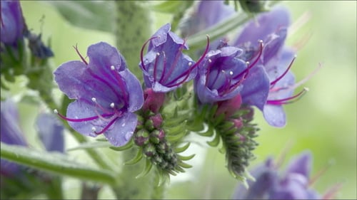 Die schöne Blume der Blauweed-Pflanze