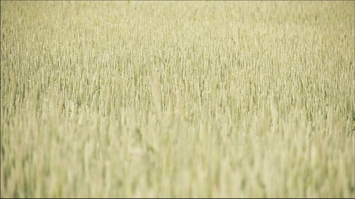 The Waving Wheat Grass on the Breeze of the Wind