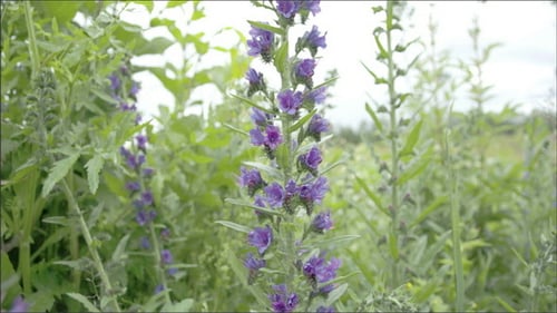 Eine Blauweed-Pflanze in einem Garten