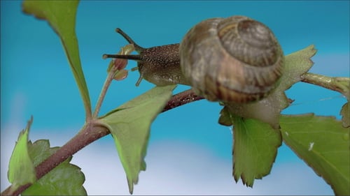 Die Schnecke frisst ein wenig Blatt
