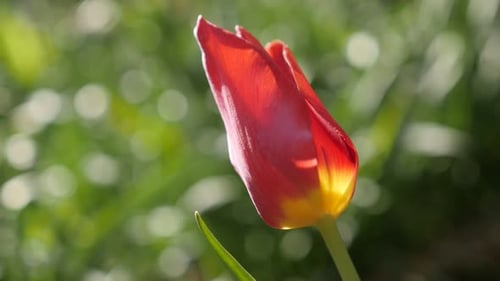 Blooming Red Tulip Flower in Garden