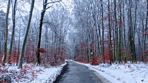 Black asphalt road in snowy forest. Transportation in winter.