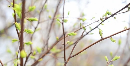 Spring 2