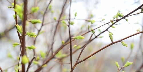 Leaves