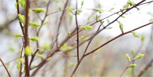 Leaves 2