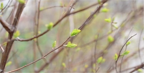 New Green Leaves Budding on Tree Branches in Spring