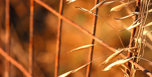 Dried Wheat Near Rusted Fence at Sunset