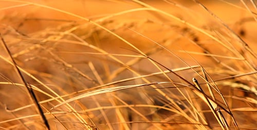 Leaves of Grass