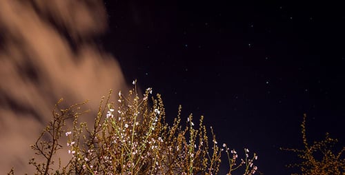 Blooming Trees Frame Twinkling Stars at Night