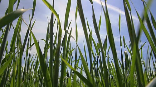 Green Gras