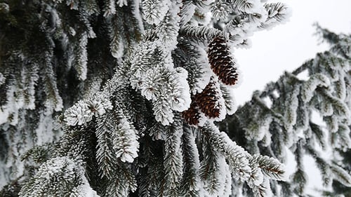 Snowy Pine Tree Branches with Cones in Winter
