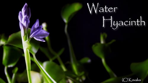 Purple Water Hyacinth Blossom Opening in Time Lapse