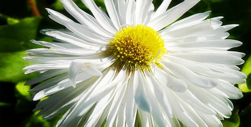 Close-up of White Daisy Flower in Green Garden
