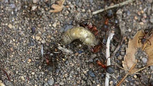 Fight ants with larva.