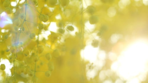 Yellow Flower Background