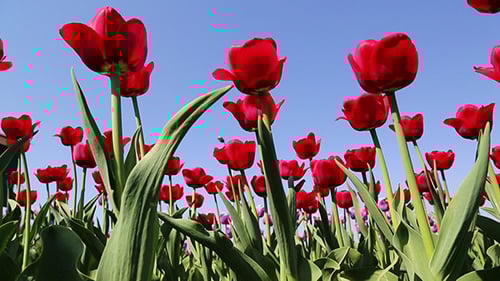 Field Of Red Tulips Blooming