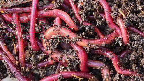 Wriggling Earthworms in Dark Soil