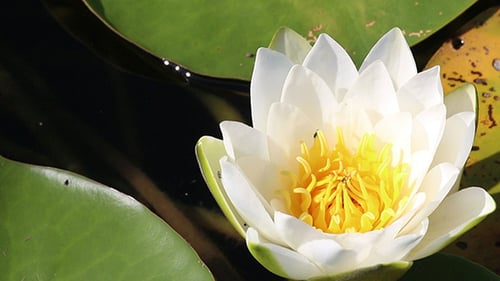 White Water Lily Blooming on a Pond
