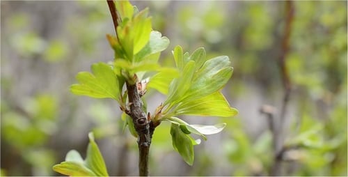 Spring 4