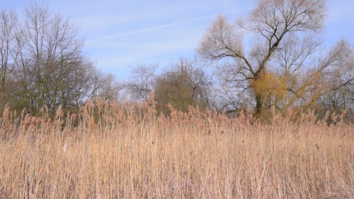 Golden Reeds Swaying Gently in a Rural Landscape