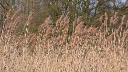 Reeds