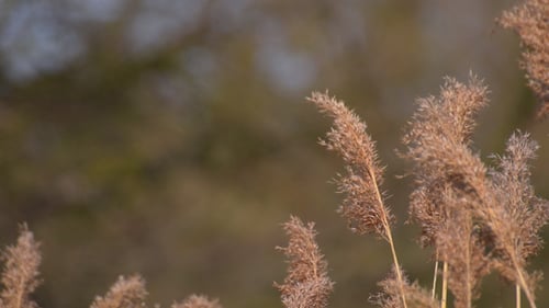 Brown Grasses Swaying Gently in the Breeze