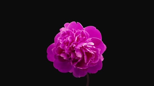 Elegant Pink Peony Flower Blooming on Black Background