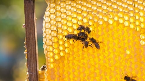 Bees Gathering on Bright Yellow Honeycomb