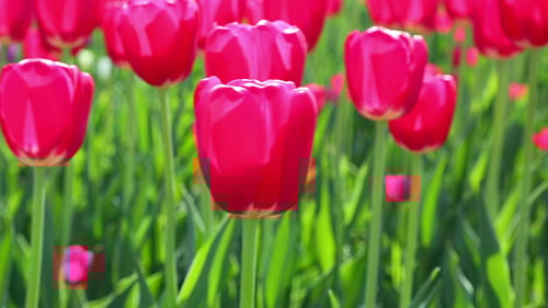 Field of Vibrant Red Tulips Blooming in Spring