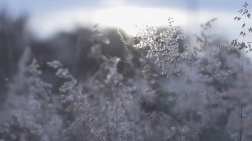 Sunlit Grasses Swaying in the Morning Breeze
