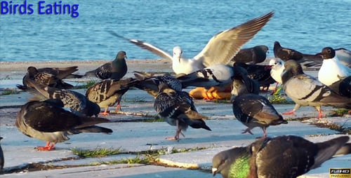 Vögel fressen
