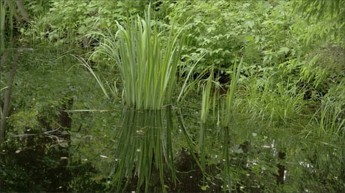 Pond Grasses in Tropical Overgrown Nature Setting