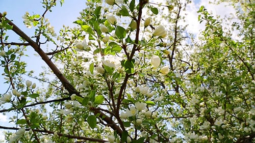 Sun Shining Through Blossom Apple Tree
