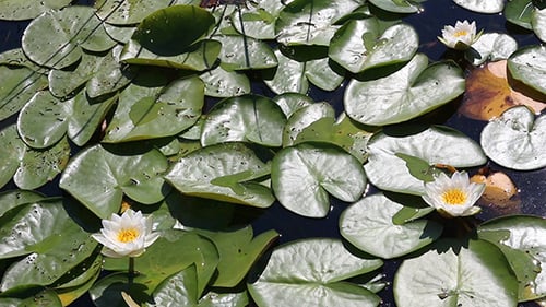 Lily Pads and White Water Lilies on Pond