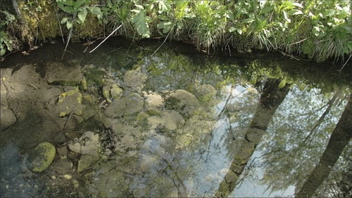 Clear Water with the Reflection of the Tree