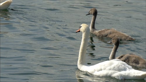 Thre Long Neck Swan on the Lake