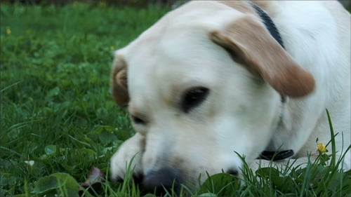 A White Labrador Eating a Toy