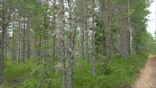 Spur der Pinien im Wald von Estland