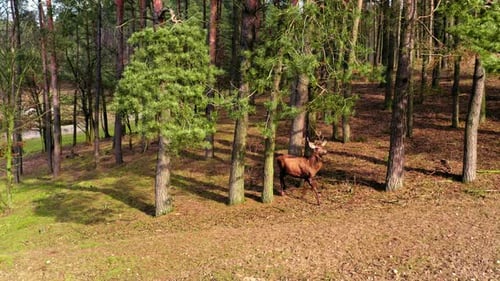 Cerfs dans la forêt printanière par temps ensoleillé, Pologne
