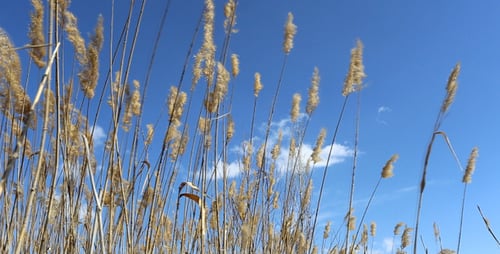 Tall Grass Swaying Under Blue Sky